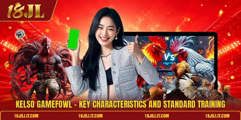 Kelso Gamefowl - Key Characteristics And Standard Training