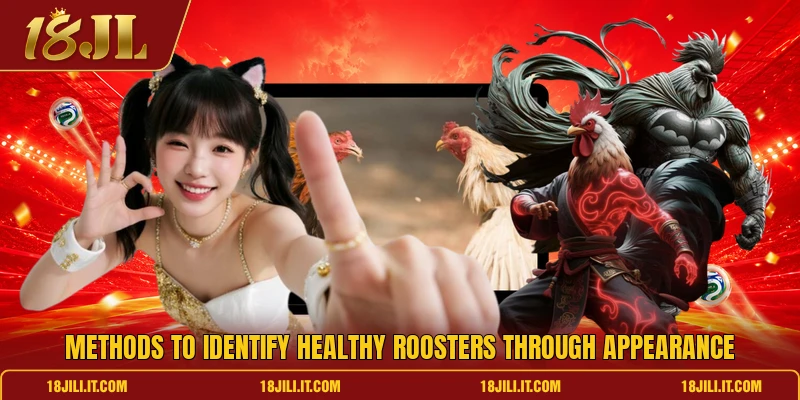 Methods to identify healthy roosters through appearance Methods to identify healthy roosters through appearance
